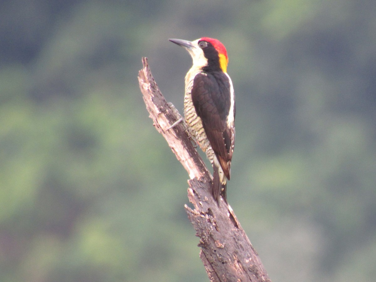Beautiful Woodpecker - Gustavo Pineda