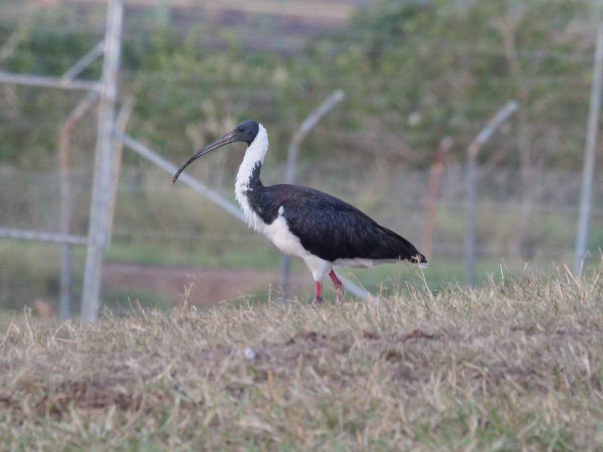 ibis slámokrký - ML577406581