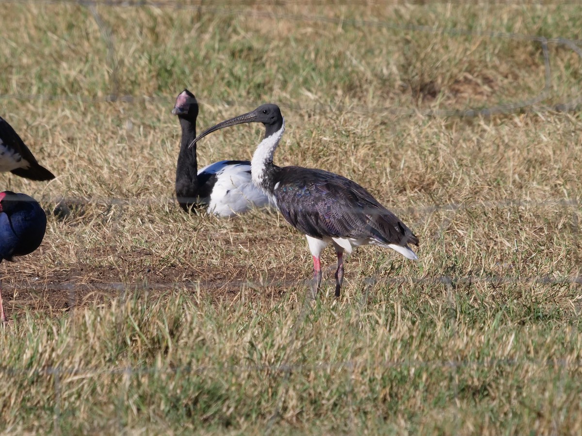 ibis slámokrký - ML577406611