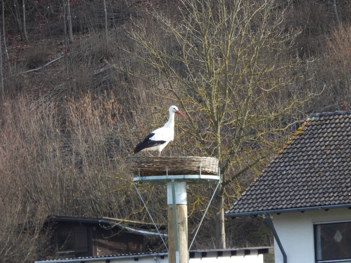 White Stork - ML577408851