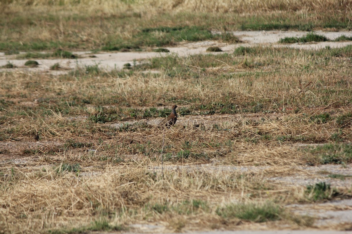 Red-legged Partridge - ML577411641