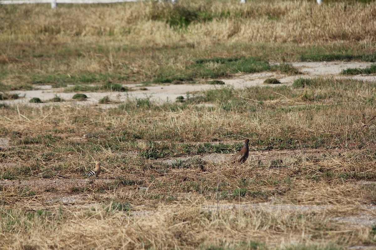 Red-legged Partridge - ML577411651