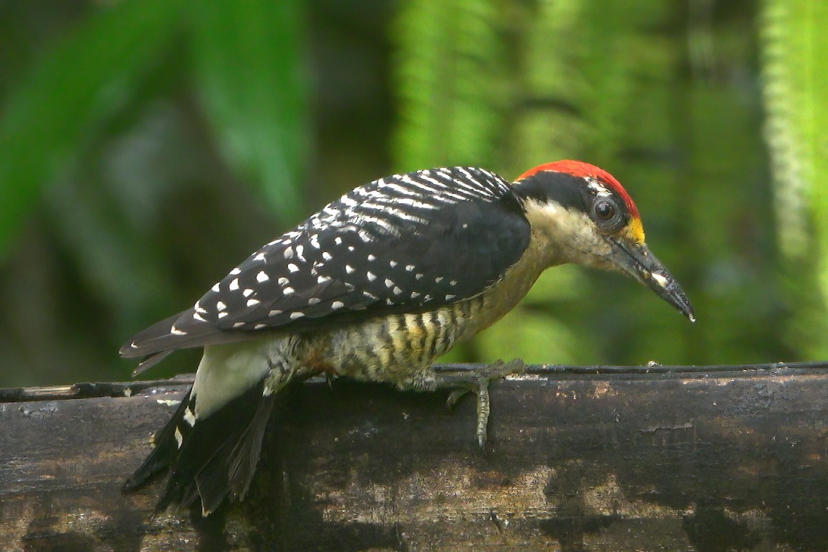 Black-cheeked Woodpecker - ML577411691