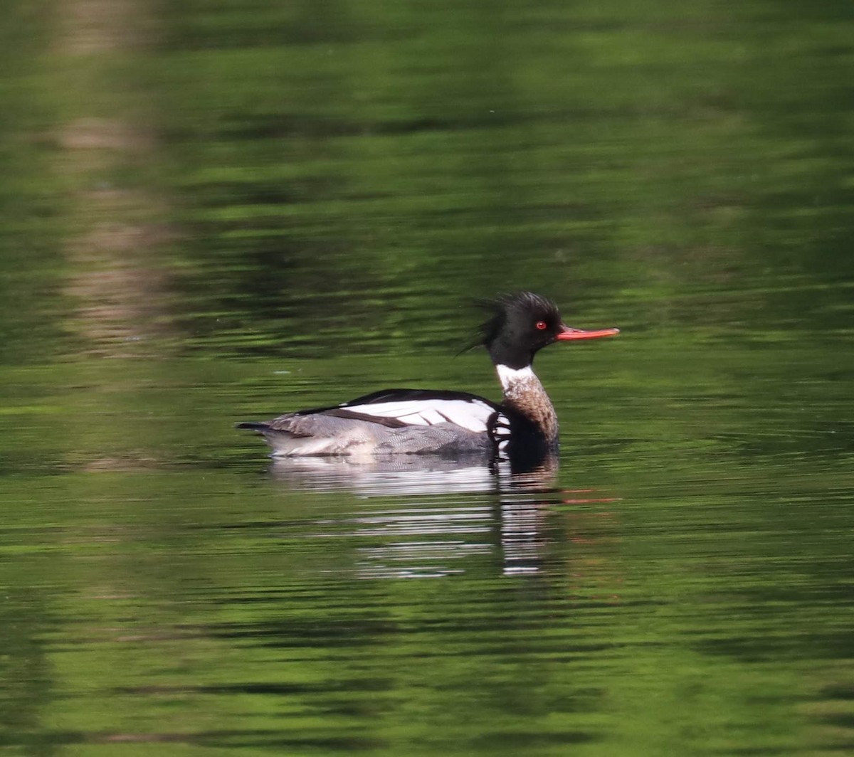 Red-breasted Merganser - Andy S