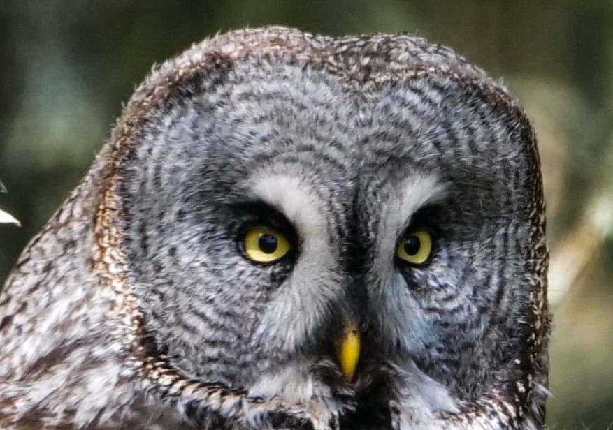 Great Gray Owl (Lapland) - ML577416211