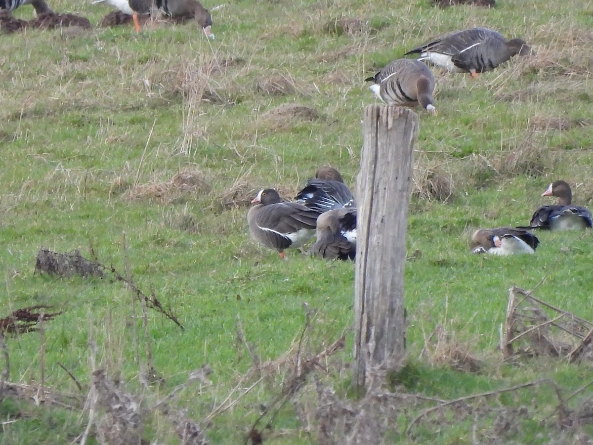 Lesser White-fronted Goose - ML577422111
