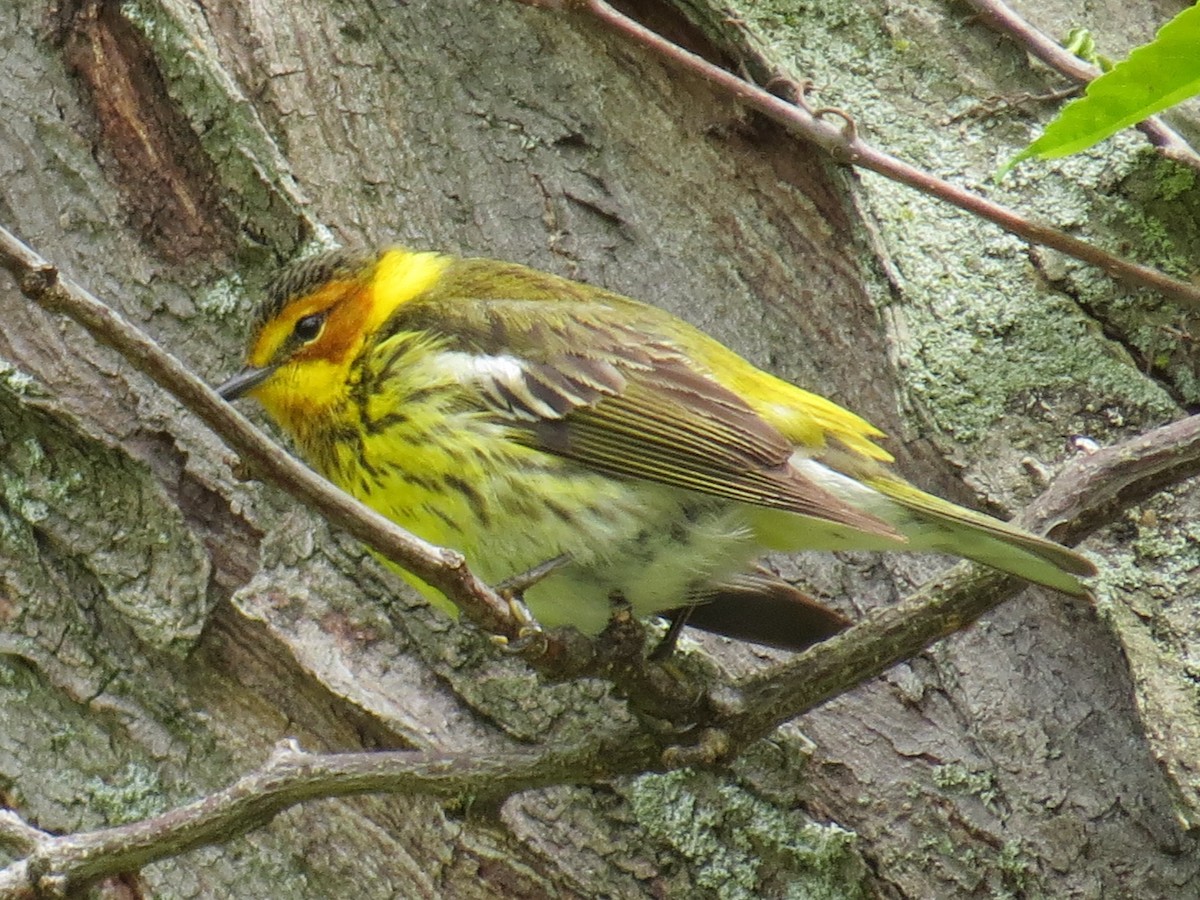 Cape May Warbler - ML57742231
