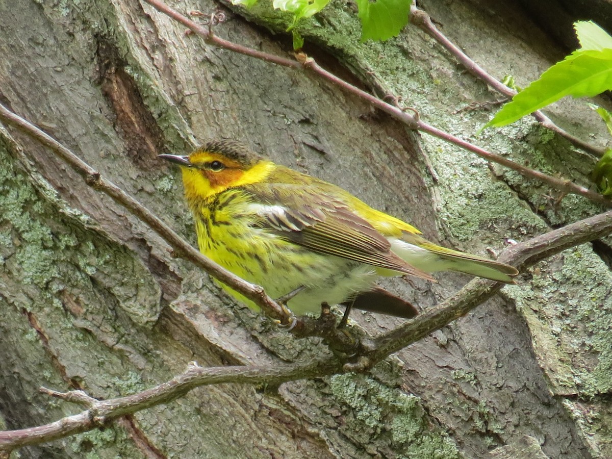Cape May Warbler - ML57742251
