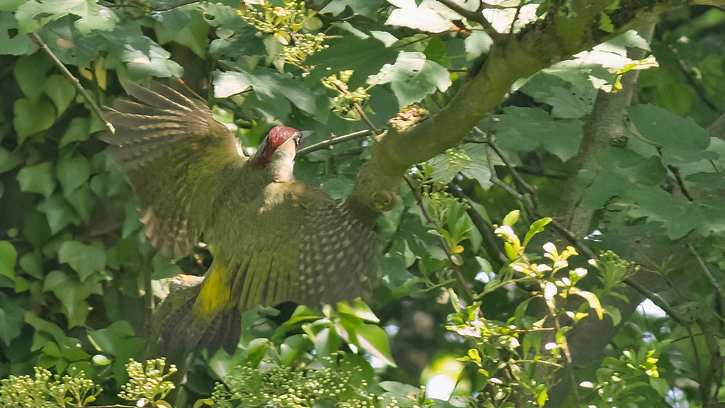 Eurasian Green Woodpecker - ML577423831