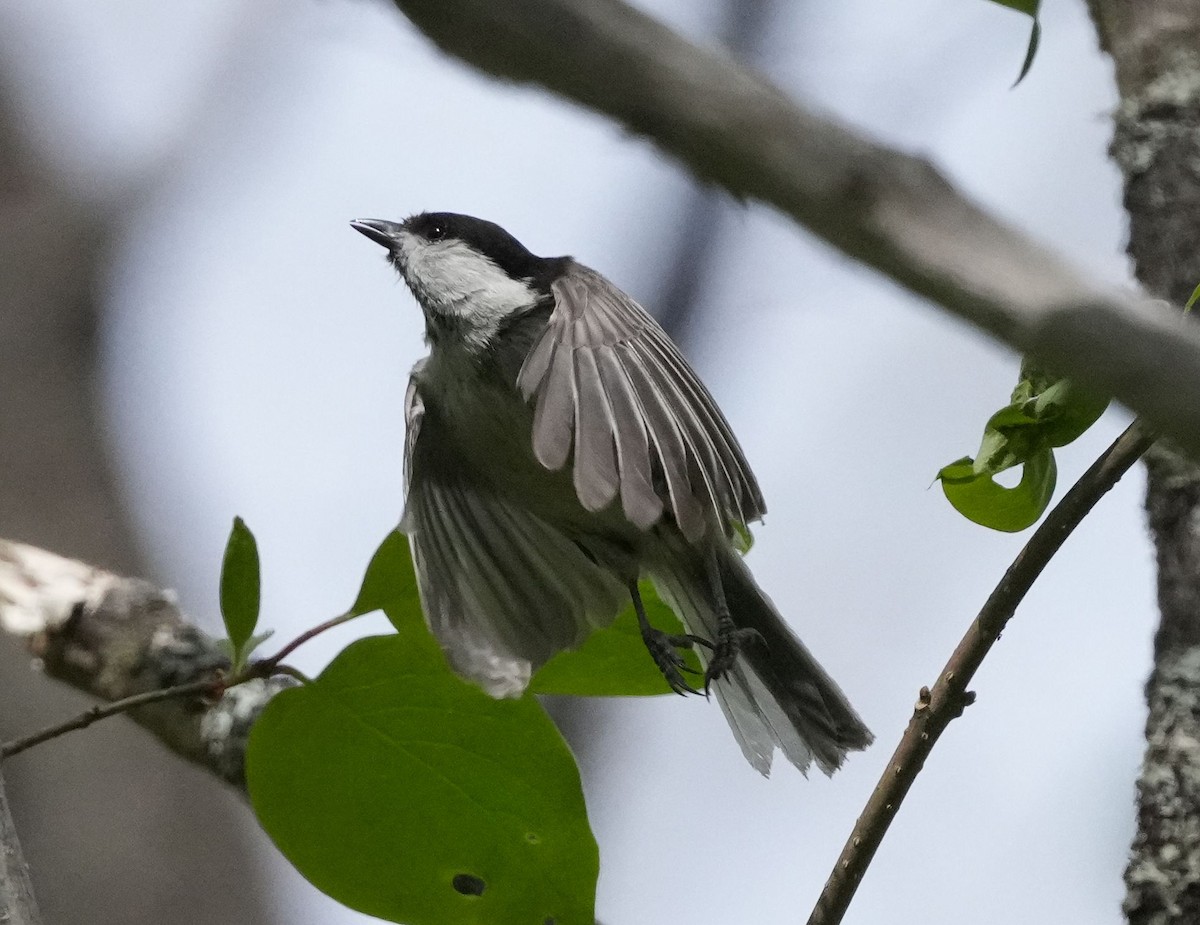 Willow Tit - Anonymous