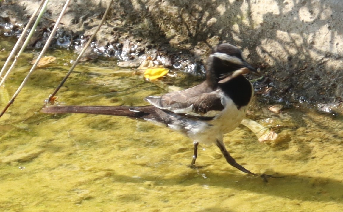 White-browed Wagtail - ML577428261