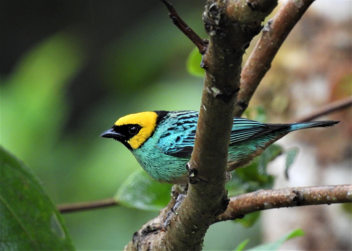 Saffron-crowned Tanager - ML577428431