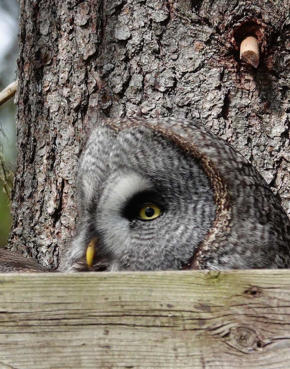 Great Gray Owl (Lapland) - ML577430841