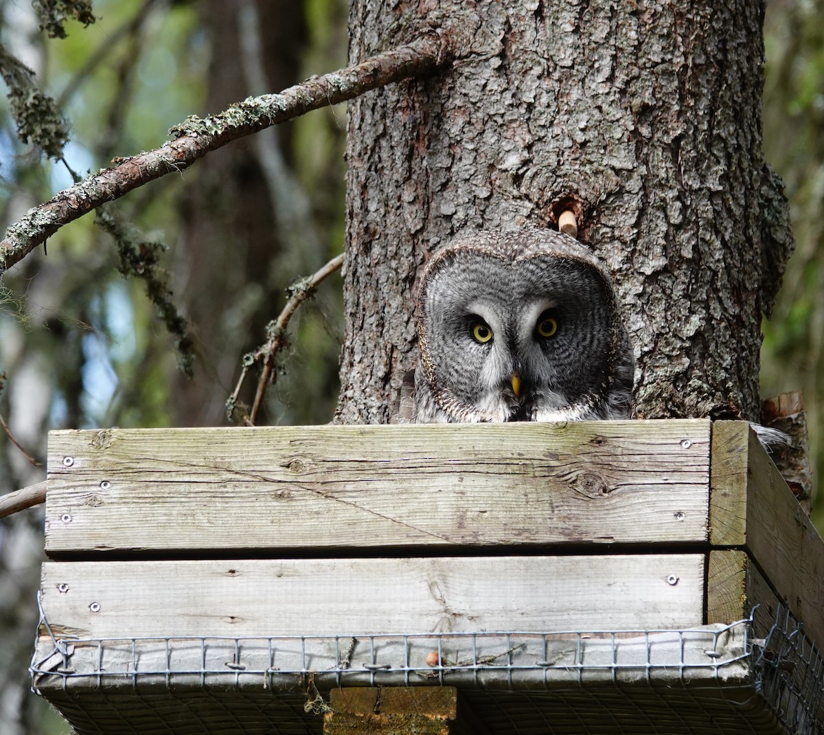 Great Gray Owl (Lapland) - ML577430851