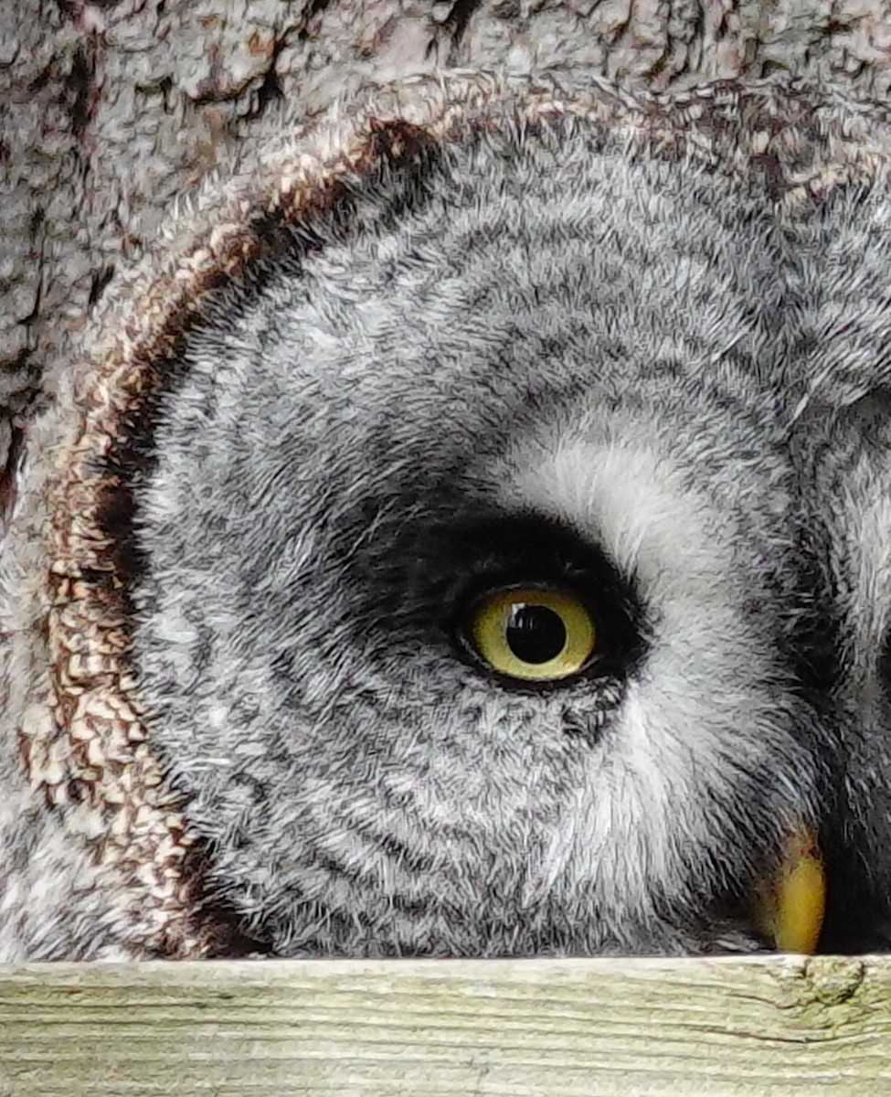 Great Gray Owl (Lapland) - ML577430861
