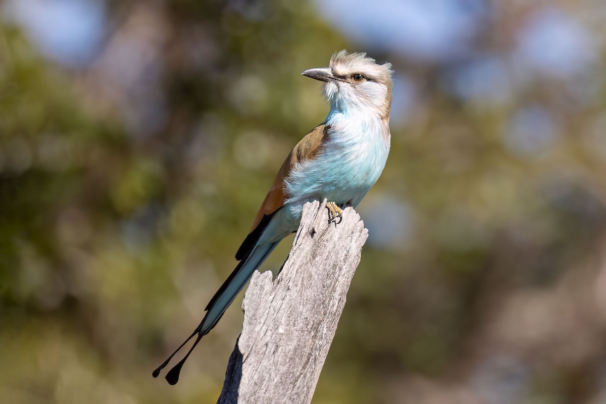 Racket-tailed Roller - ML577432051