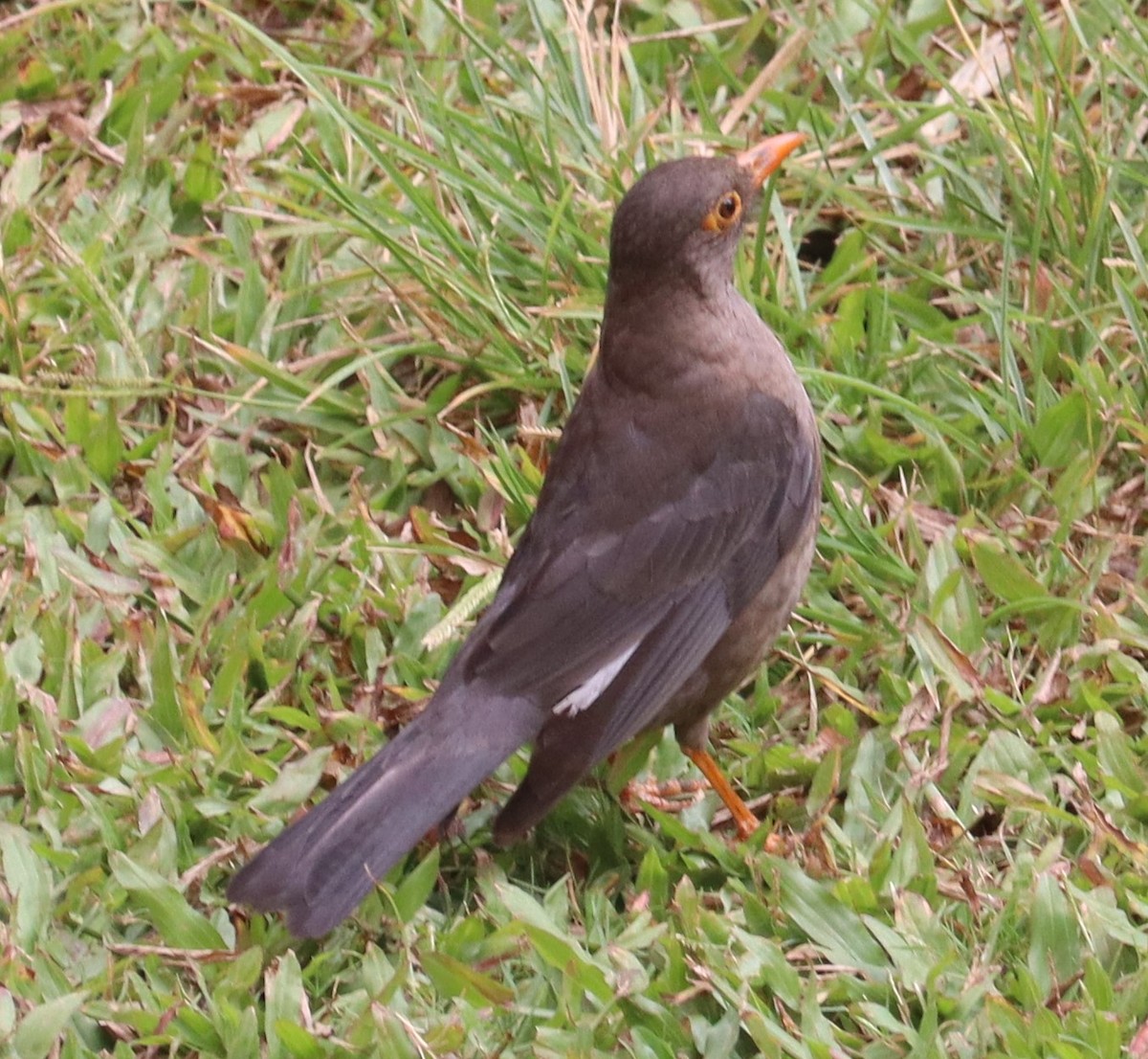 Indian Blackbird - ML577433121
