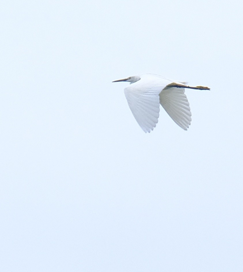 Little Egret - Kuan Chia Hsiu