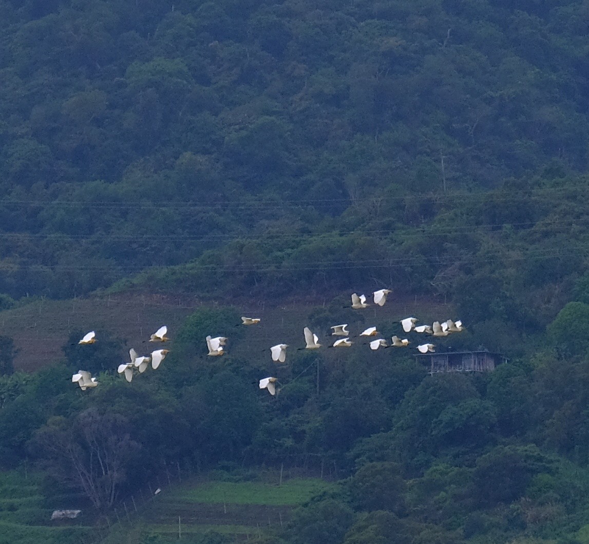 Eastern Cattle Egret - Kuan Chia Hsiu