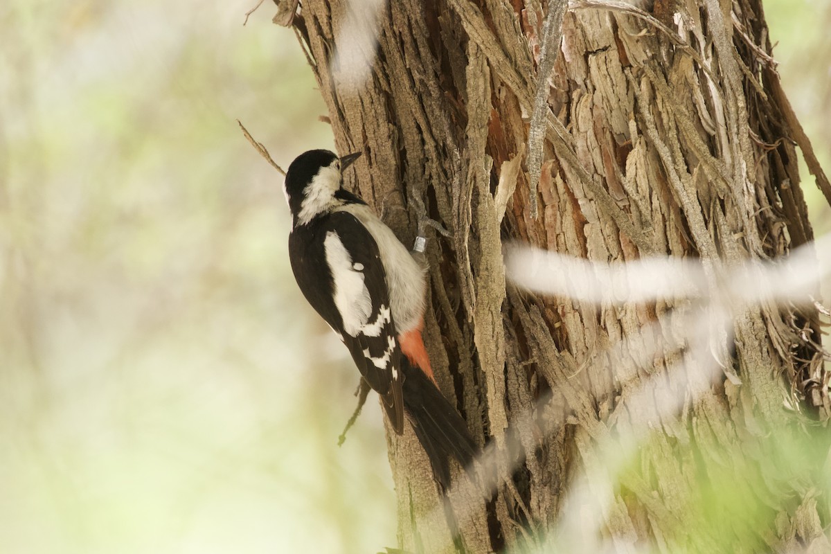 Syrian Woodpecker - ML577434551