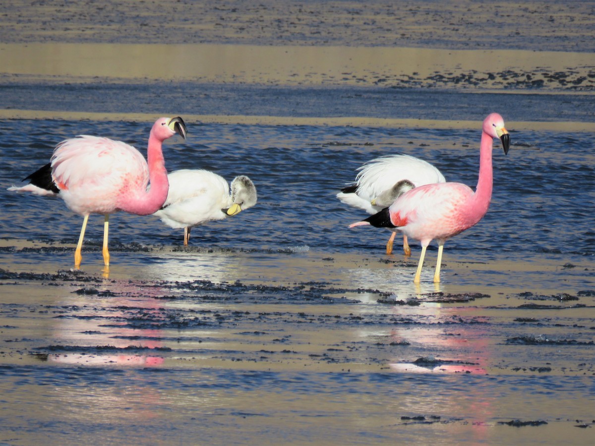 Andean Flamingo - ML577436831