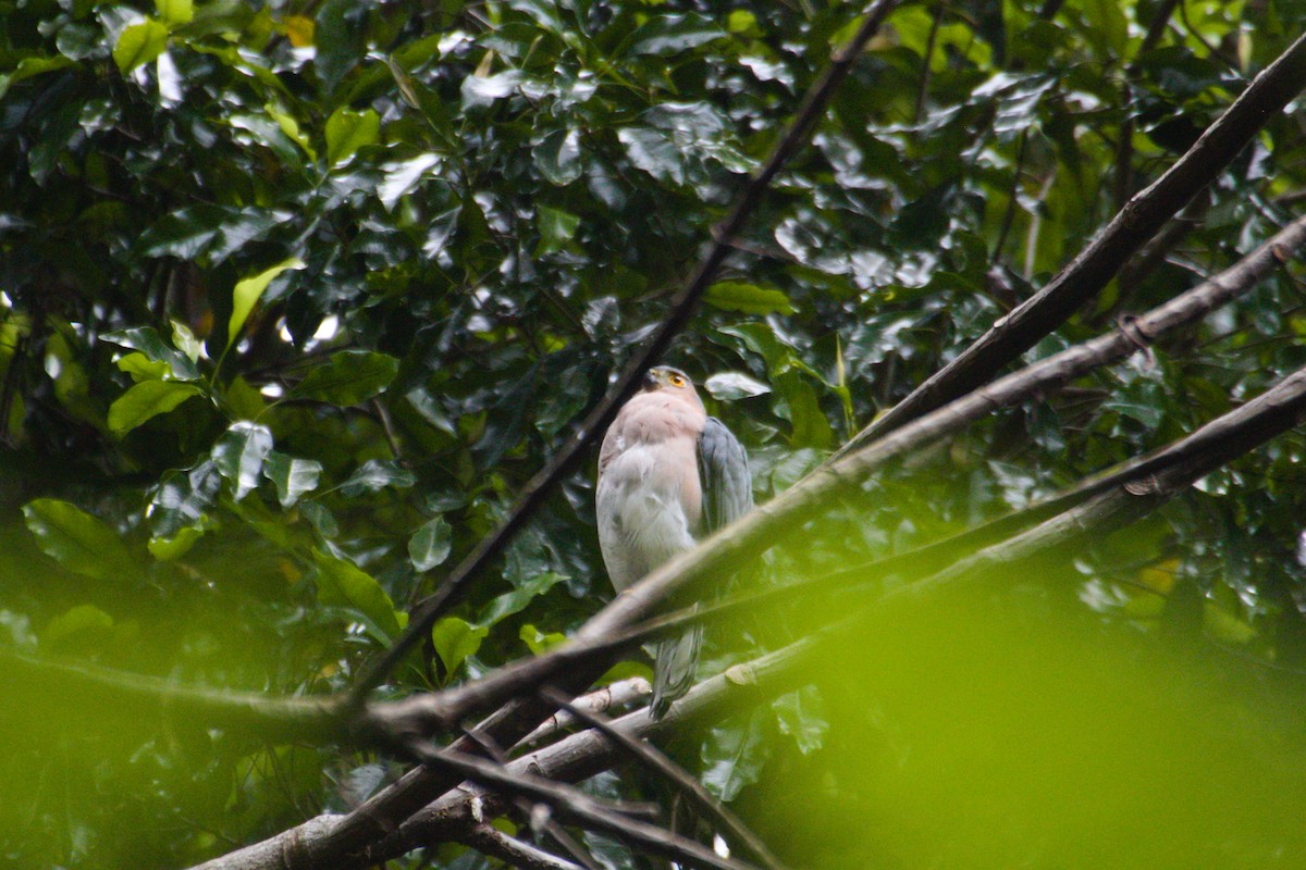 Vinous-breasted Sparrowhawk - ML577437051
