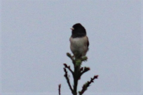 Dark-eyed Junco - Jim Currie