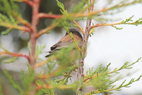 Dark-eyed Junco - Jim Currie