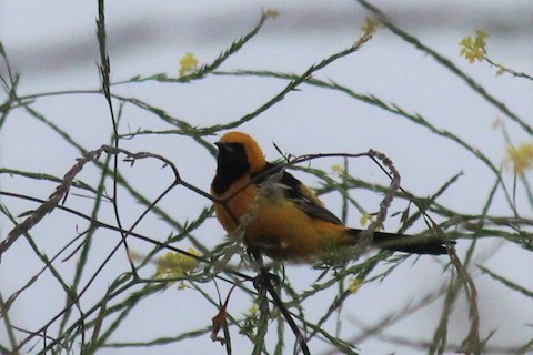 Hooded Oriole - Jim Currie