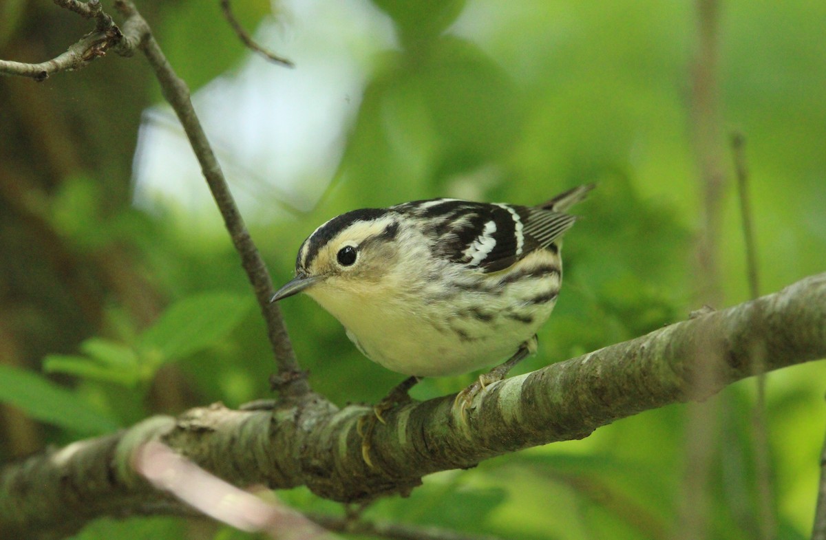 Black-and-white Warbler - ML577443201
