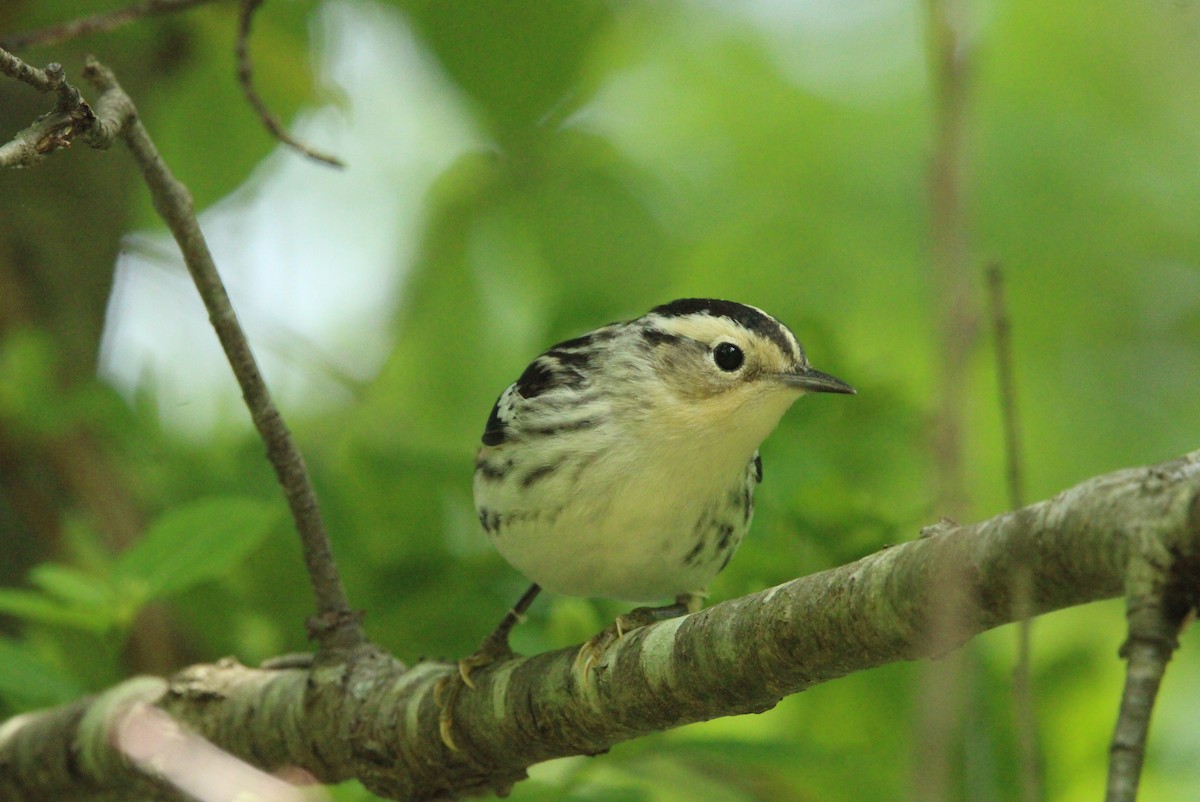 Black-and-white Warbler - ML577443211