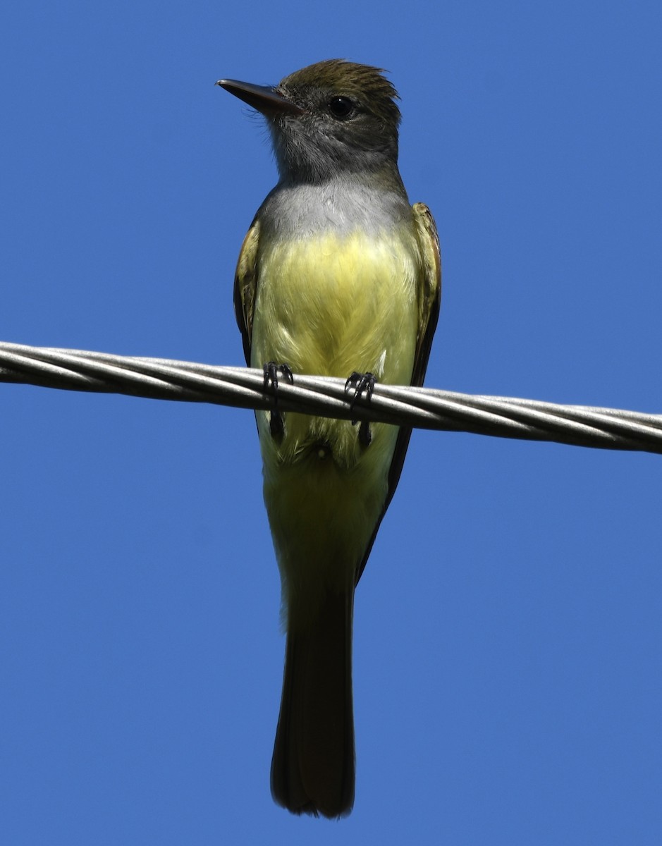 Great Crested Flycatcher - ML577444341
