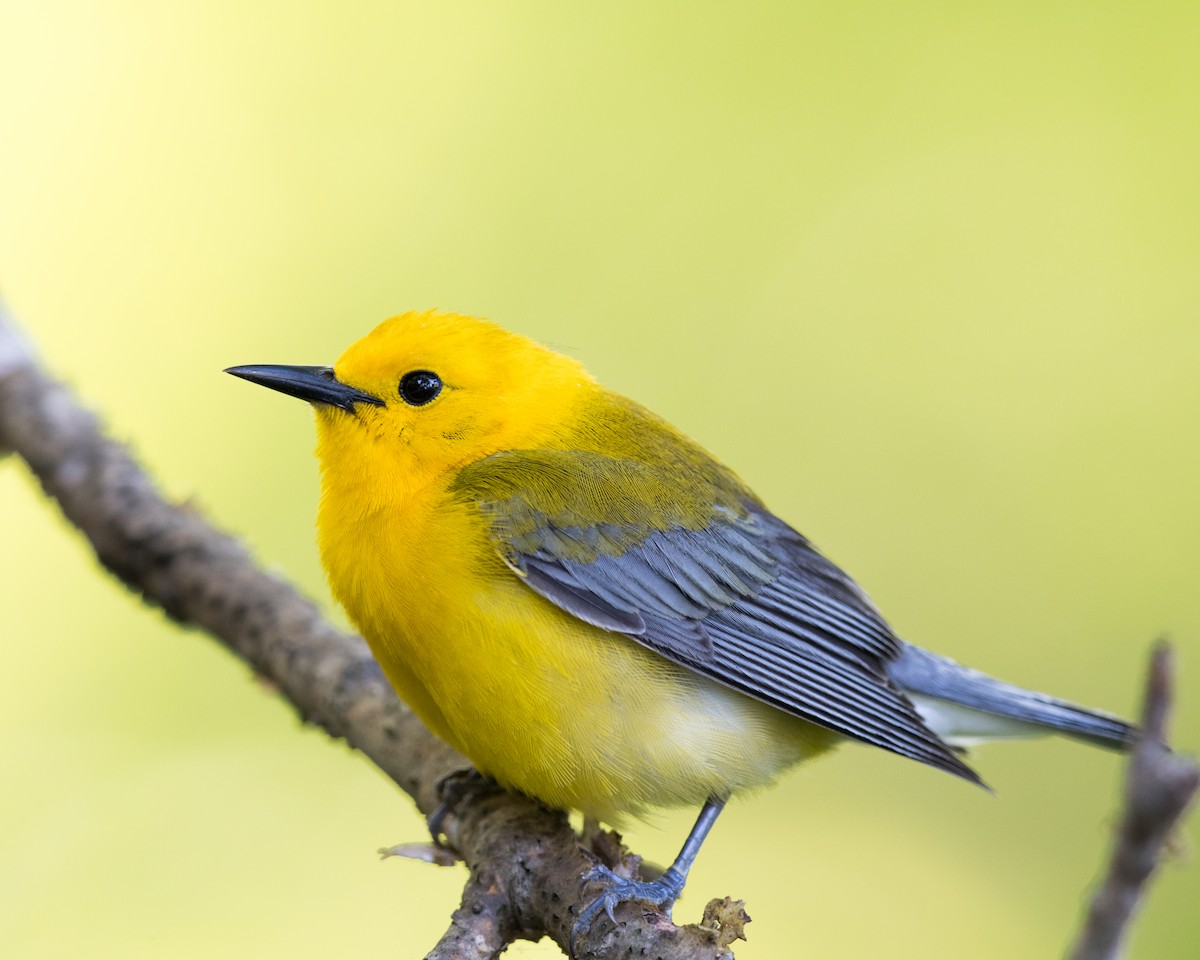 Prothonotary Warbler - Nic Allen