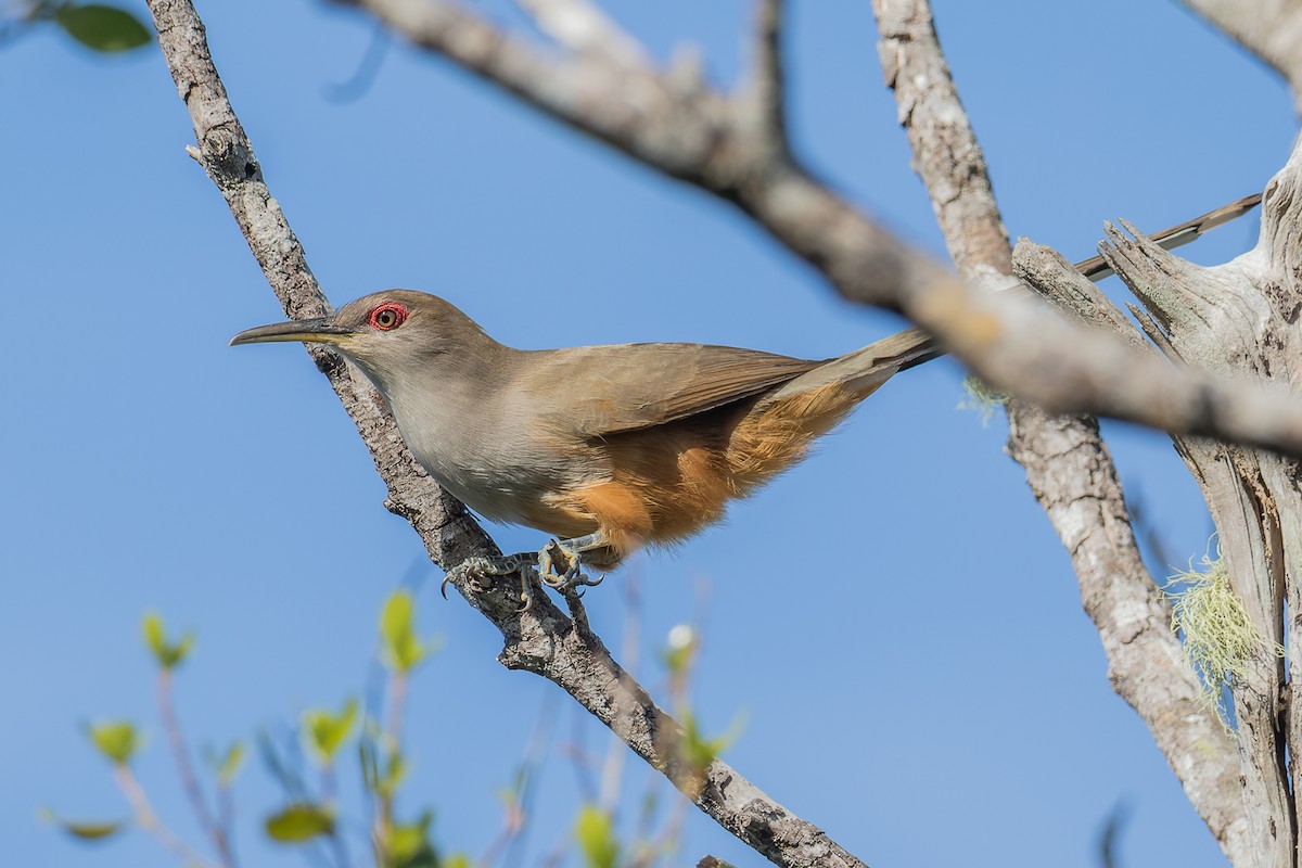 Puerto Rican Lizard-Cuckoo - ML577450191
