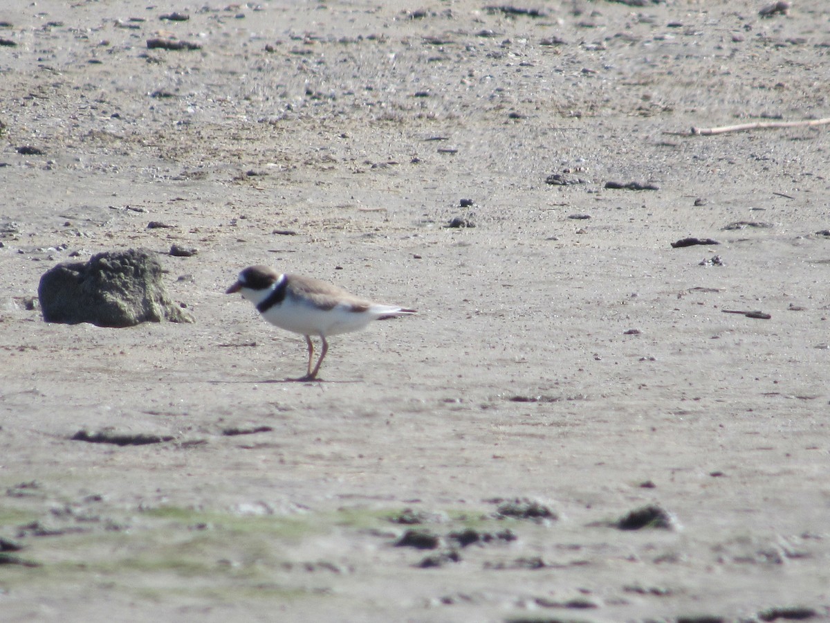 Semipalmated Plover - ML577451371