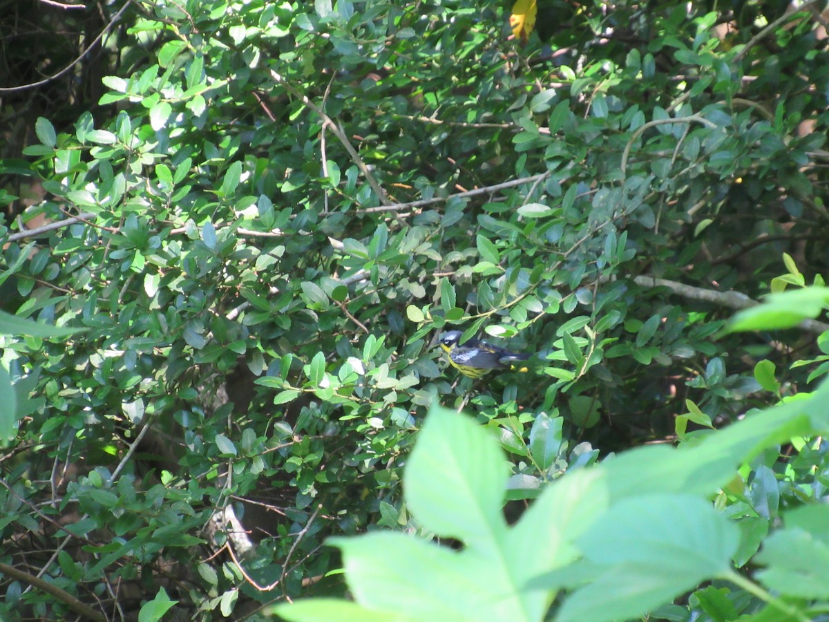 Magnolia Warbler - ML577451861