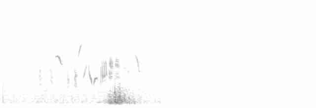 Western Black-eared Wheatear - ML577454991