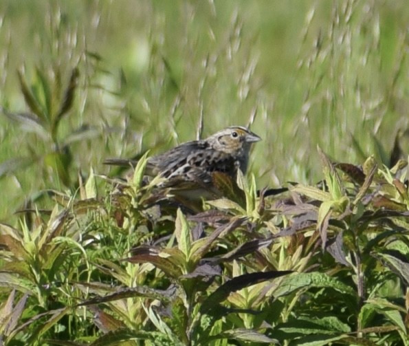 Grasshopper Sparrow - ML577457911