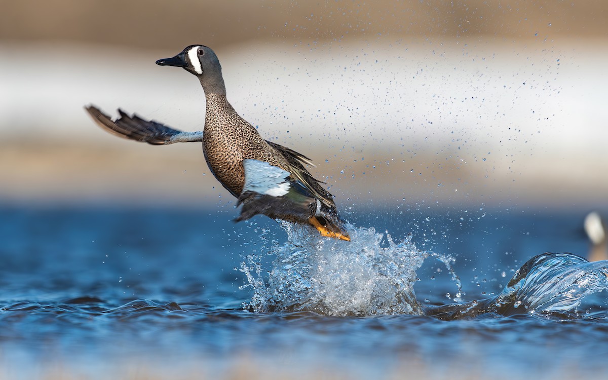 Blue-winged Teal - ML577459031