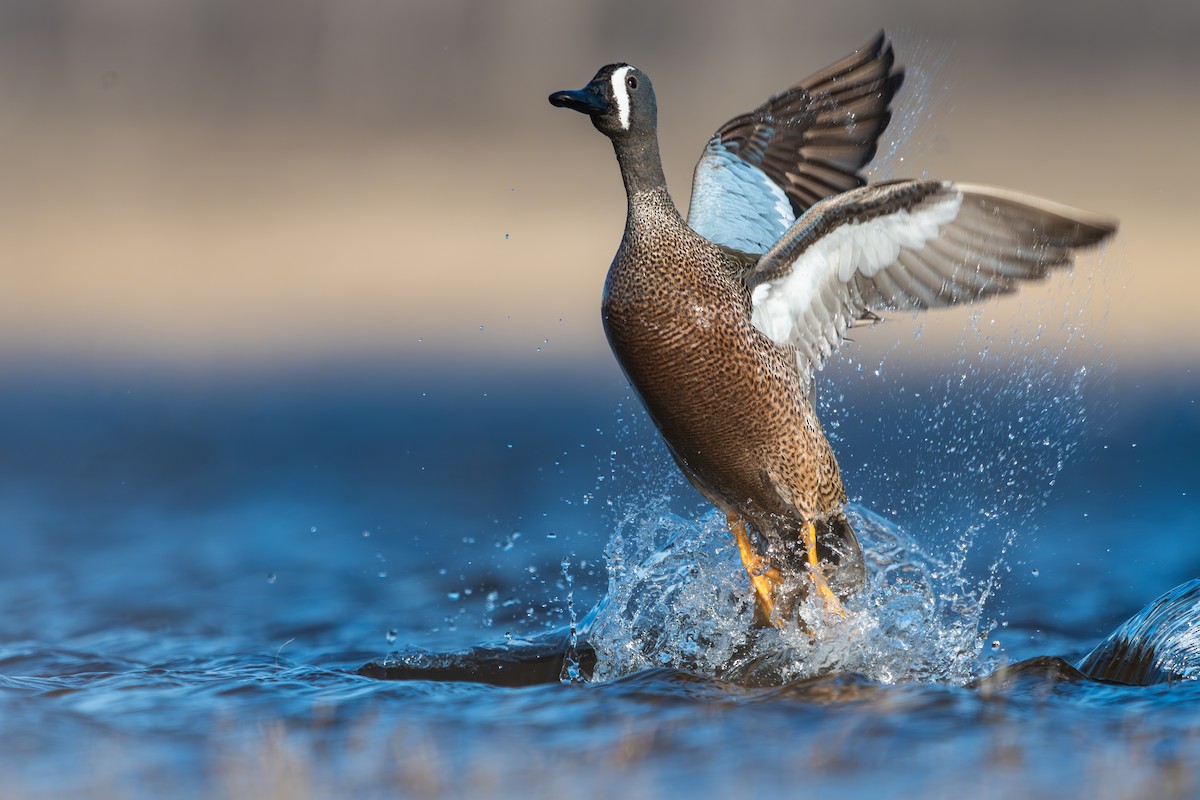 Blue-winged Teal - ML577459041