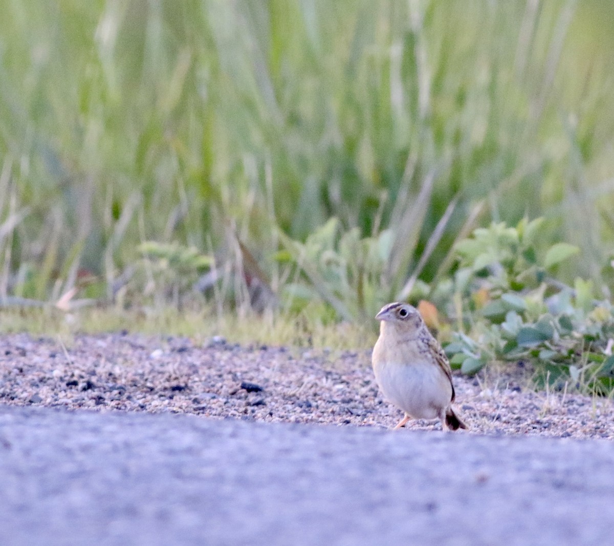 Grasshopper Sparrow - ML577459711