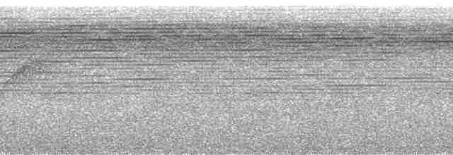 Gray-collared Becard (Eastern) - ML57746