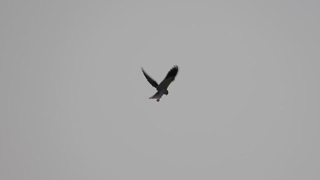 Black-winged Kite - ML577464921