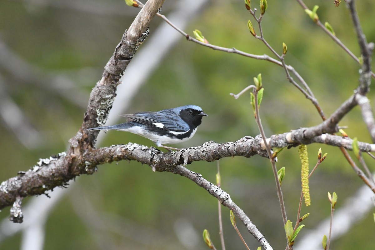 Black-throated Blue Warbler - ML577466141