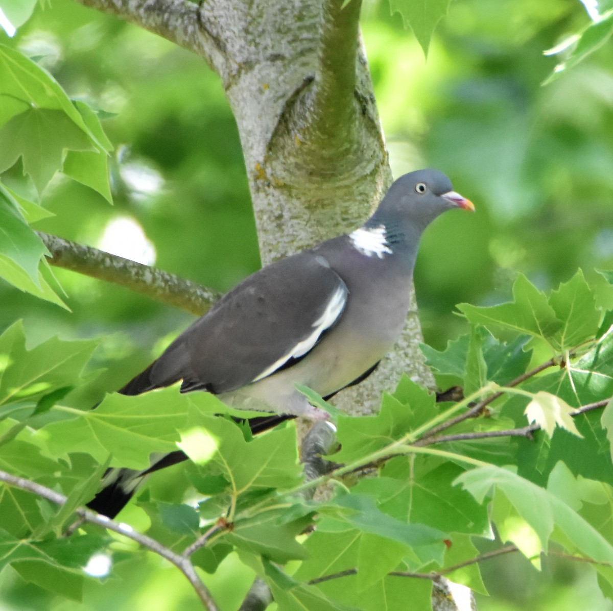 Common Wood-Pigeon - ML577468731