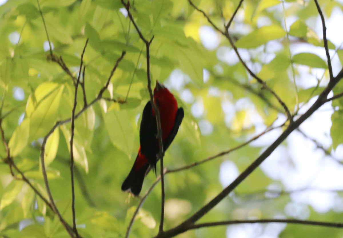 Scarlet Tanager - ML577470111