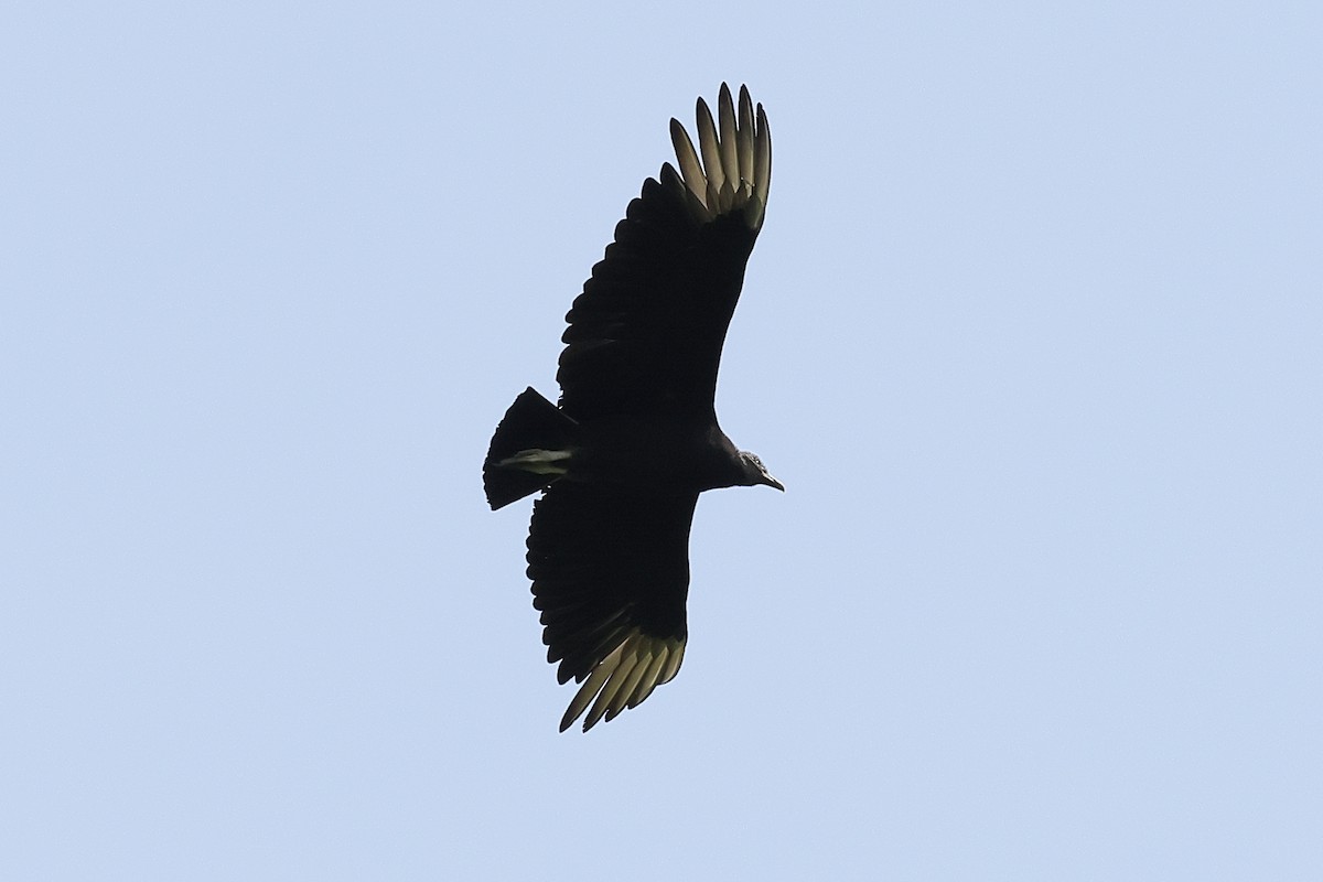 Black Vulture - ML577471551