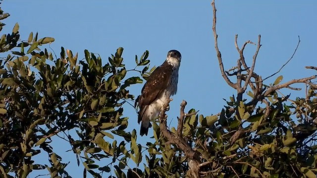 African Hawk-Eagle - ML577473981
