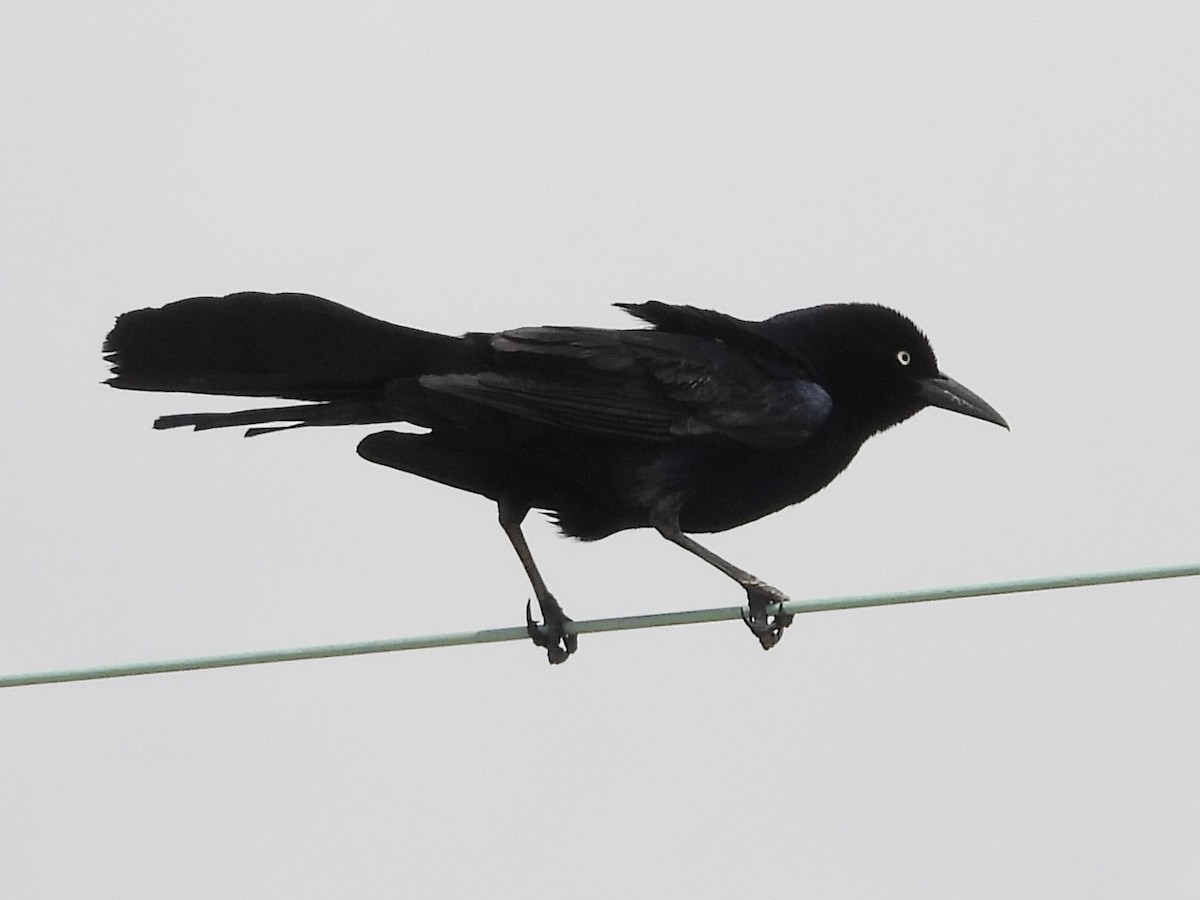 Boat-tailed Grackle - ML577475231