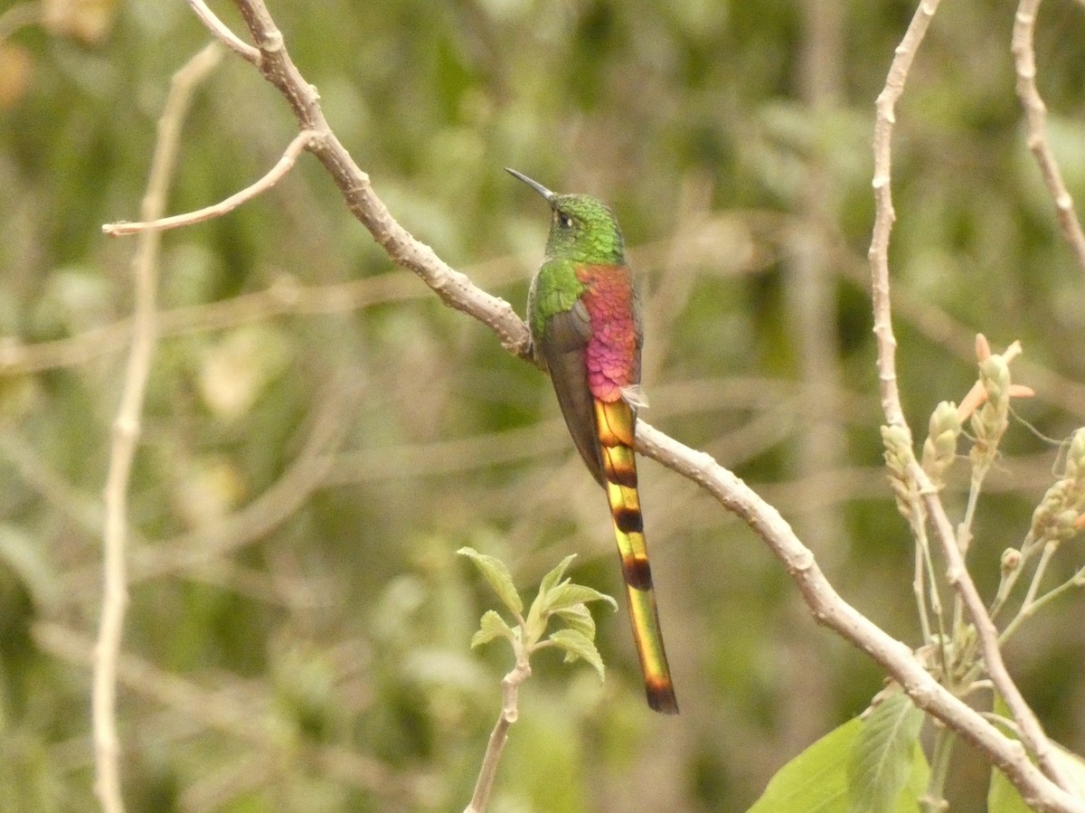 Red-tailed Comet - ML577478121